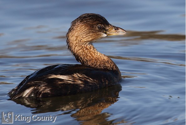 Photo of Podilymbus podiceps
